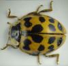 Harmonia axyridis